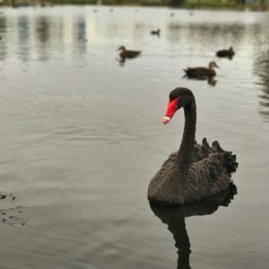 Black swan with red beak swimming in lake with other swans in the distance.