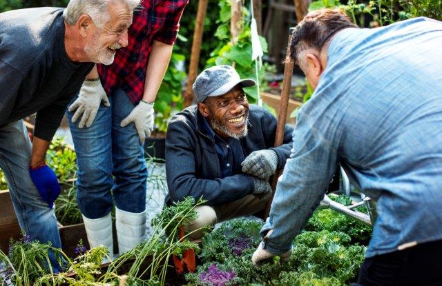 Older adults working in Pea Patch garden