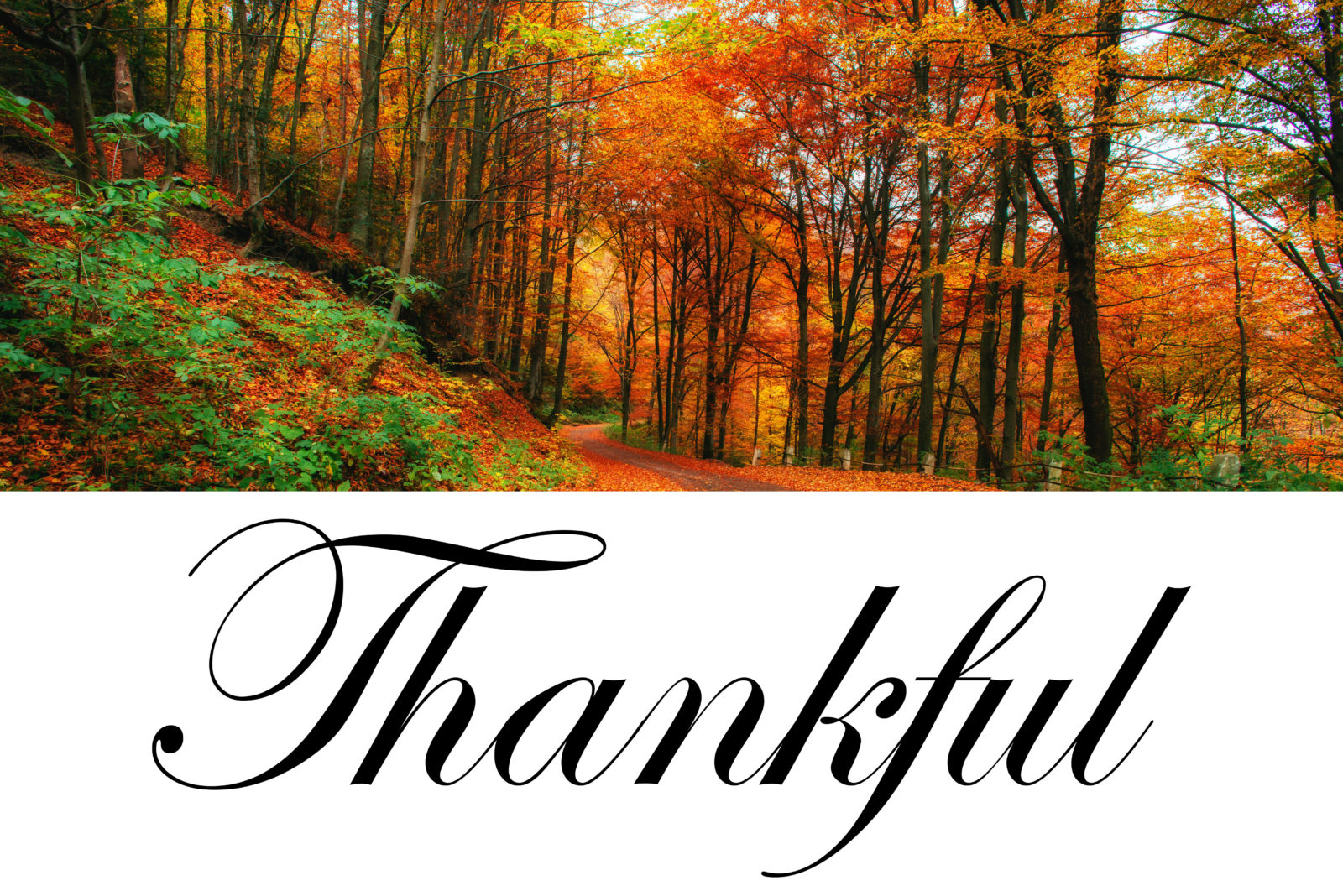 Photo of autumn day in wooded area with colorful yellow, orange, and red leaves on trees and ground. Scripted font underneath "Thankful".