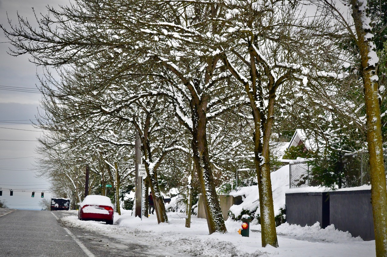 photograph of a snowy street and street trees in West Seattle - Photo at top of page by Patrick Robinson © 2019 www.patrickrobinson.net