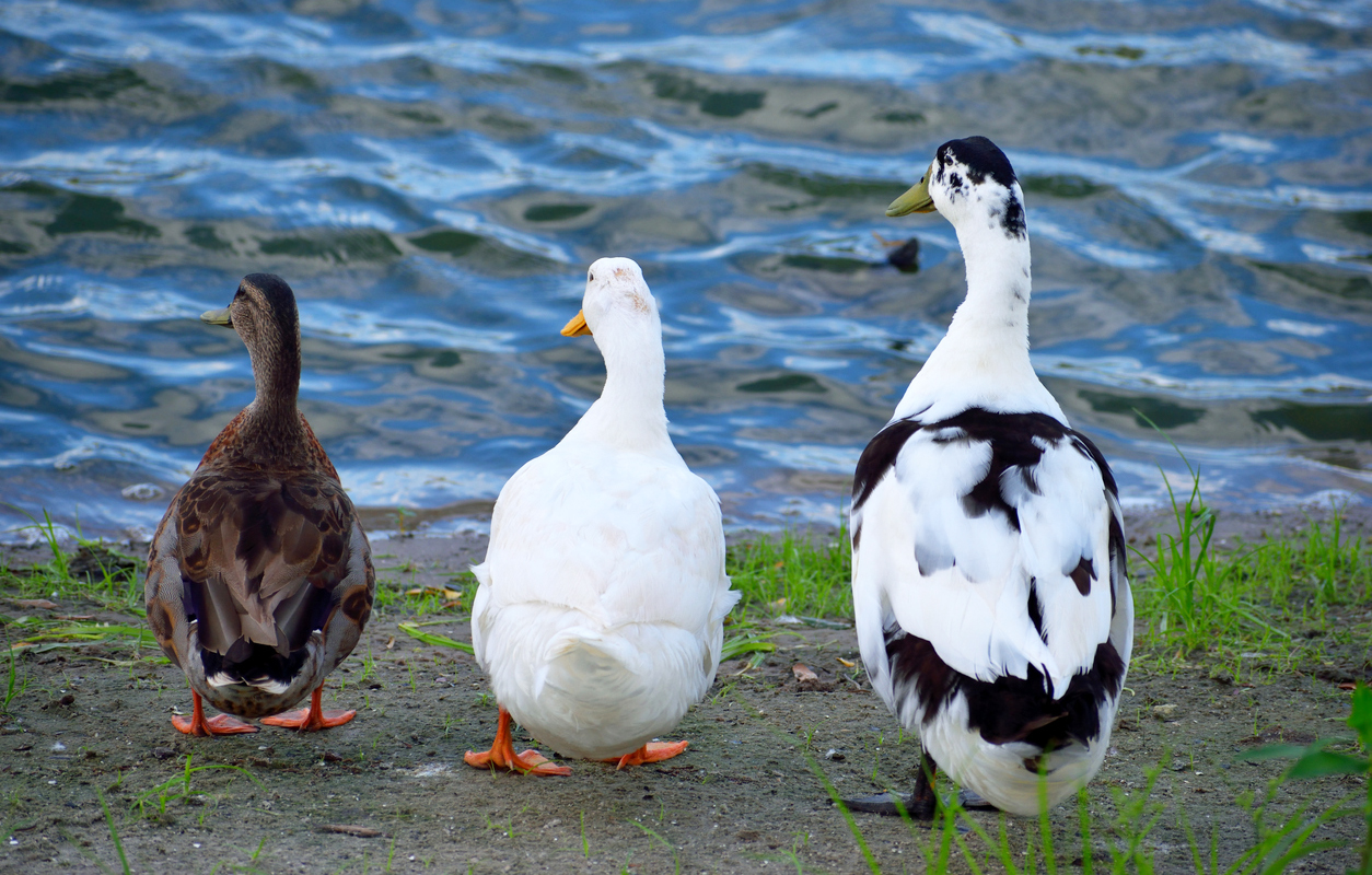 3 cute ducks by the lake water edge background
