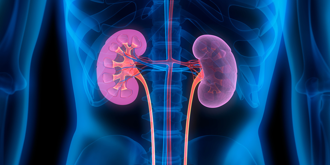 illustration of two kidneys inside the body