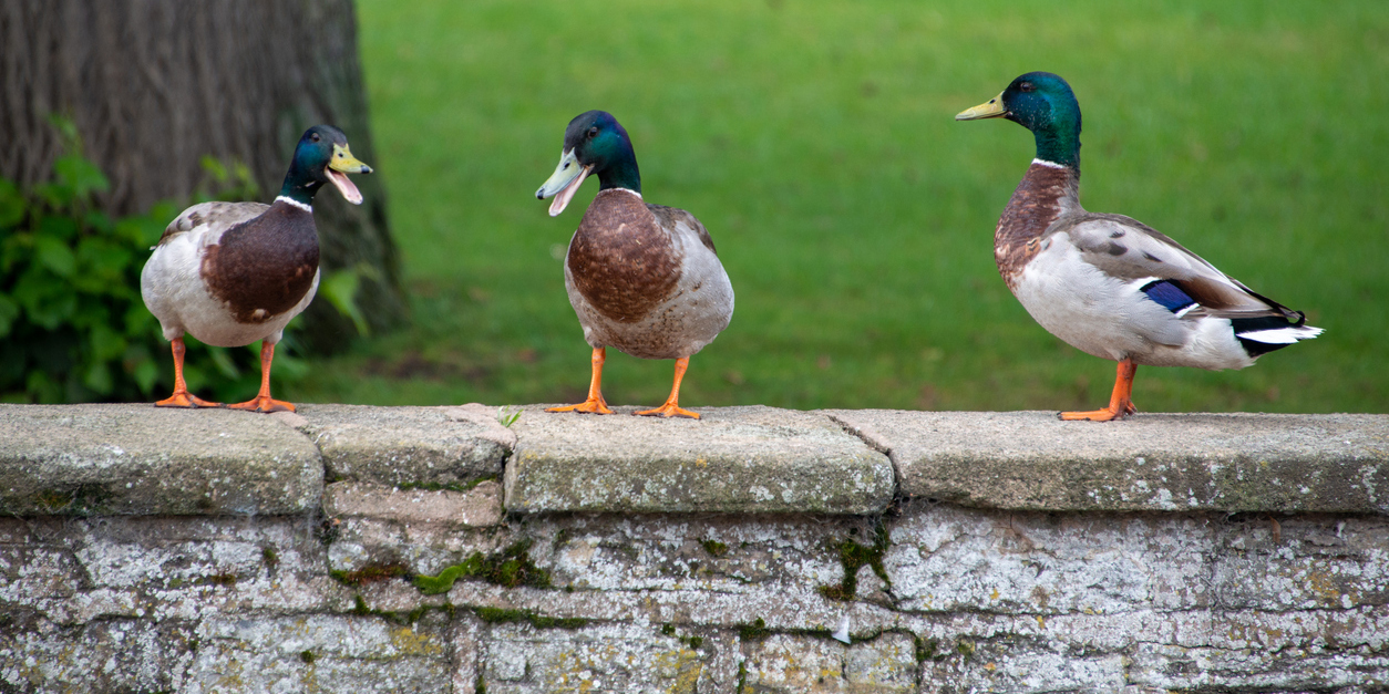 3 ducks walking on top of a stone wall with a grassy lawn behind them
