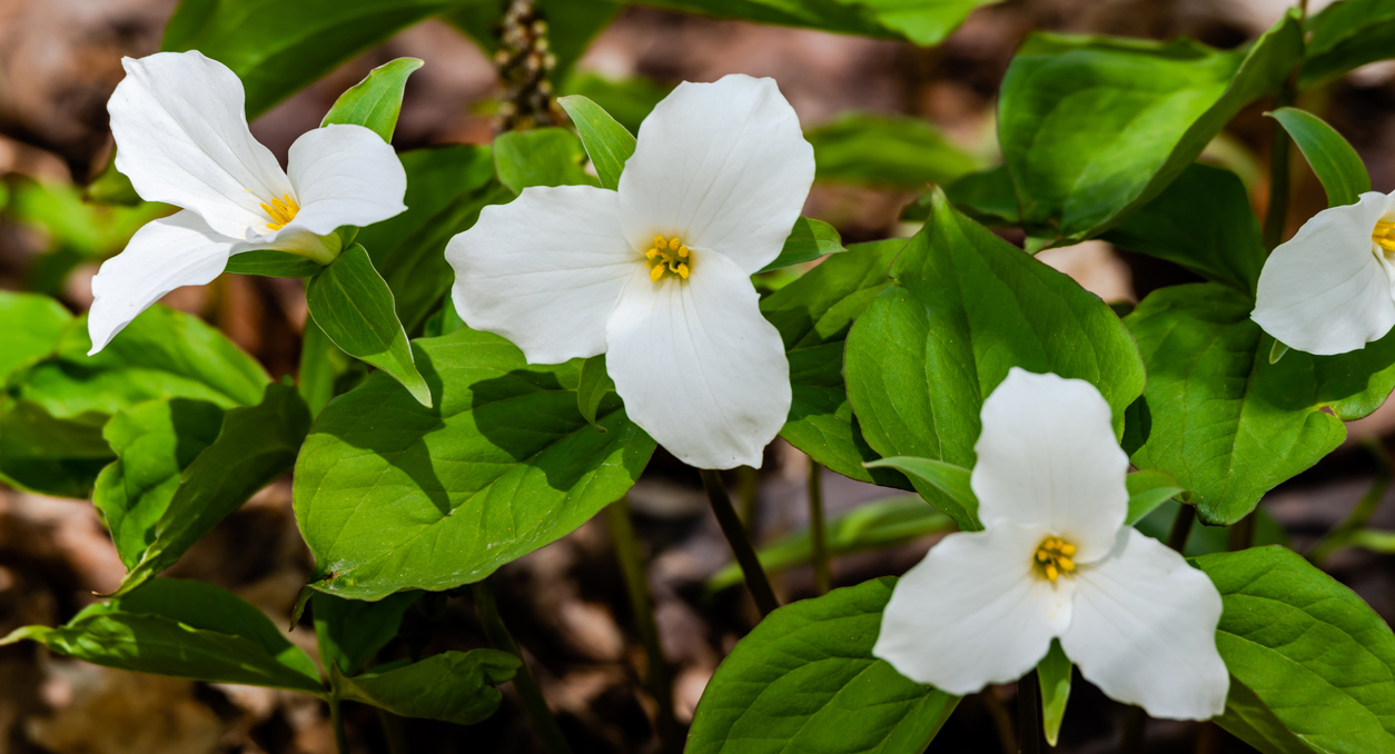 beautiful white trillium flowers