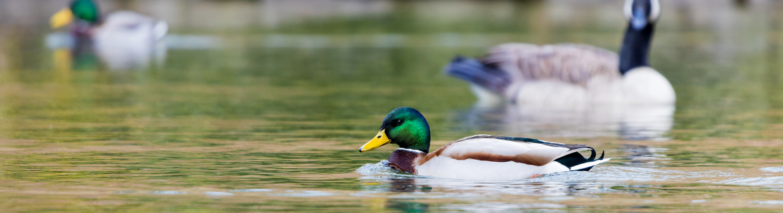 3 ducks on a pond