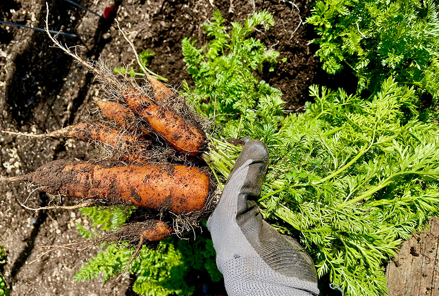 handful of carrots, right out of the earth