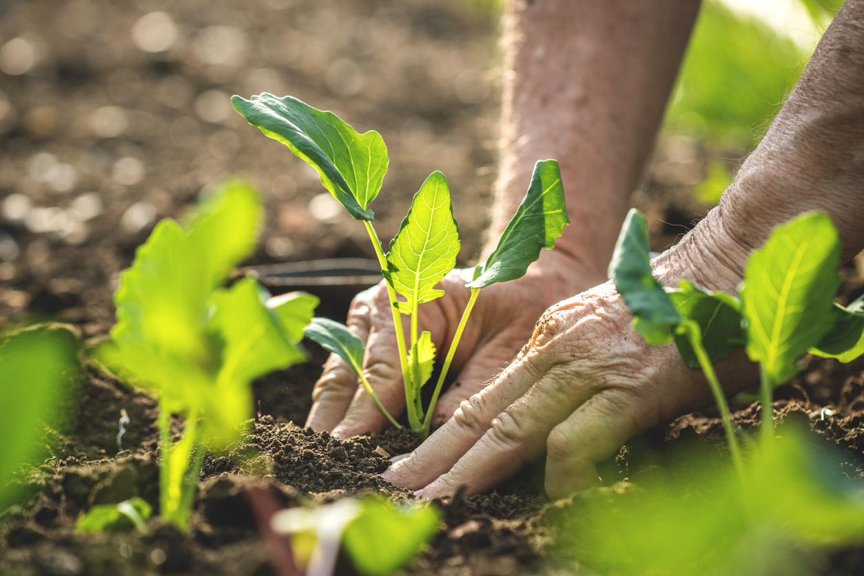 two older hands planting tender spinach crop in the soil